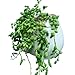 Celestte Succulent Planter, Mini Round White Ceramic Hydroponic Wall-mounted Flower Pots