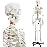 breesky Human Skeleton Model for Anatomy- Life Size Medical Human Skeleton Model with Nervous System 70.8 in with Rolling Stand for Medical Study and Display 3 Posters