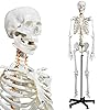 70.8" Anatomy Skeleton With Nervous System & Rolling Stand