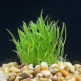 Micro Sword Aquarium Live Plant - Easy Foreground Carpet Plant