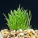 Micro Sword Aquarium Live Plant - Easy Foreground Carpet Plant