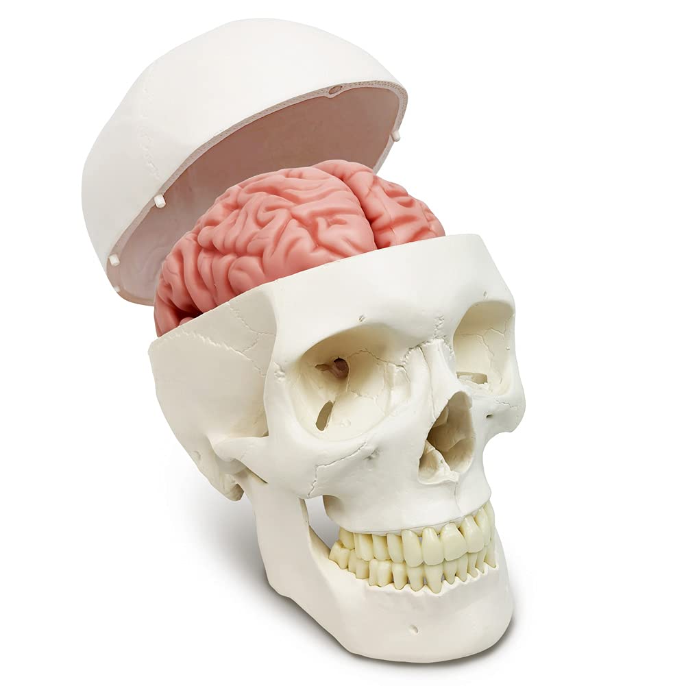 Human Skull and Brain Model, with Sutures Numbered, Life Size, Anatomical Human Head Model W/Brain, Human Skull, for Medical Teaching Learning, Medical Students Education Display Tool