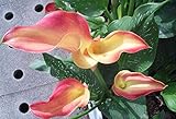 Calla Lily Bulbs, Radiation Absorption, 20 Bulbs (Calla No: 10)