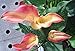 Calla Lily Bulbs, Radiation Absorption, 20 Bulbs (Calla No: 10)