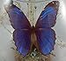 Giant Blue Morpho Butterfly Mounted in Glass Container