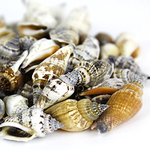 Super Z Outlet Sea Shells Mixed Beach Seashells - Various Sizes up to 2