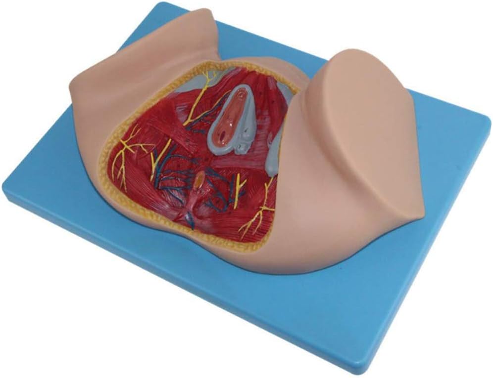 Human Anatomy Science Models Female Perineal Model Human Reproductive