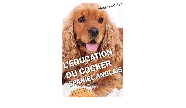 Leducation Du Cocker Spaniel Anglais Toutes Les Astuces