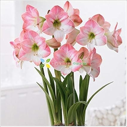 Floriculture Greens Imp. Amaryllis Lily Flower Hybrid Bulbs For Home Gardening Planting (Light Pink, Pack Of 2 Bulbs)