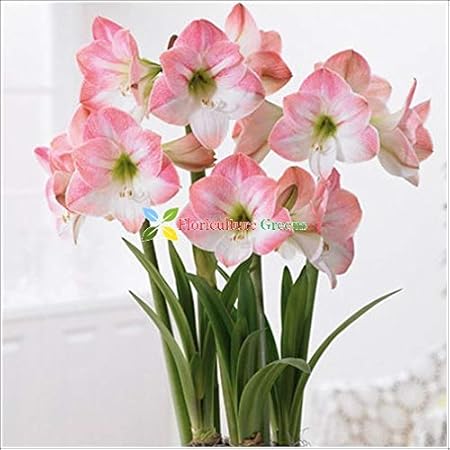 Floriculture Greens Imp. Amaryllis Lily Flower Hybrid Bulbs For Home Gardening Planting (Light Pink, Pack Of 4 Bulbs)