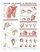 Anatomy and Injuries of the Shoulder Anatomical Chart for Study Room