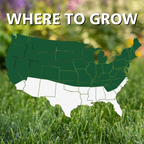 Jonathan Green (10610) Black Beauty Dense Shade Grass Seed Cool