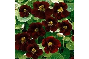 Outsidepride 200 Seeds Annual Nasturtium Mahogany Black Velvet Cimbing Vine Flower Seeds for Planting