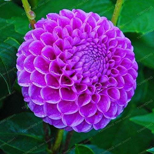 Amazon Co Jp 種子パッケージ シード ホットダリアシード ダリアの花 特別紫ダリアの花 盆栽種子 ホーム キッチン