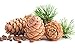 SIBERIAN CEDAR CONE – PINUS SIBIRICA (lat.) – Plant and Grow Your Own RINGING CEDARS! Perfect for Planting Purposes. Wild Harvested in Siberia, Russia. Great Gift! Cedar Pendants. Cedar Nut Oil.