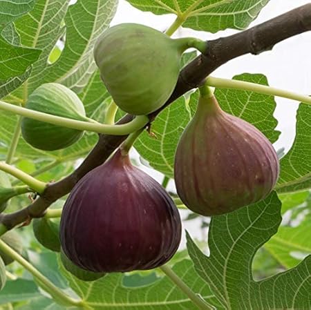 Creative Farmer Garden Anjeer Indian Fig Live Fruit Plant