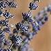 EMISH Dried Lavender Bundles - Freshly Harvested Real 100% Natural Lavender Bunch for DIY Home Office Party Wedding Decor