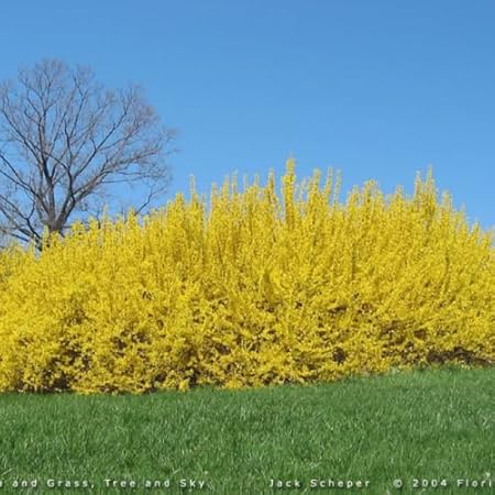 Bush Shrub Seeds Forsythia Suspensa Weeping Forsythia Yellow Flowers Seeds Home Garden