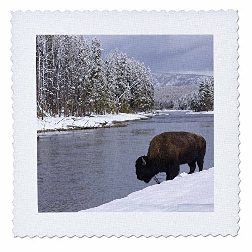 3dRose qs_97549_5 Wyoming, Yellowstone NP, Bison Beside a River-US51 RJA0005-Rebecca Jackrel-Quilt Square, 14 by 14-Inch