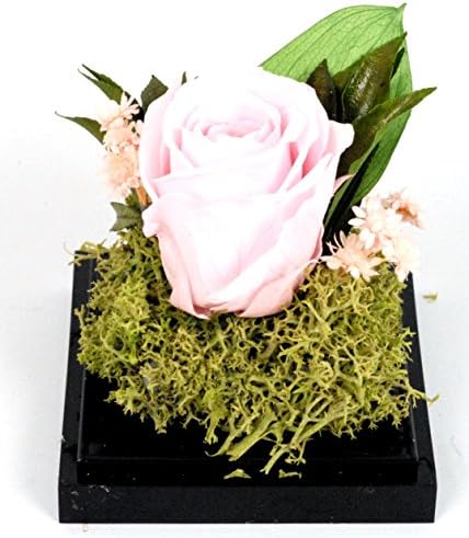 Natural Rose Preserved Flower in Durable Acrylic Square Case-PINK