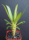 Pachypodium Geayi @ Rare Madagascar Palm Plant Cactus Cacti Caudex Bonsai 2