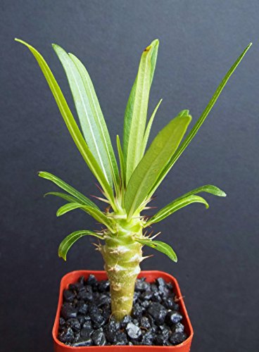 Pachypodium Geayi @ Rare Madagascar Palm Plant Cactus Cacti Caudex Bonsai 2 Pachypodium Geayi @ Rare Madagascar Palm Plant Cactus Cacti Caudex Bonsai 2