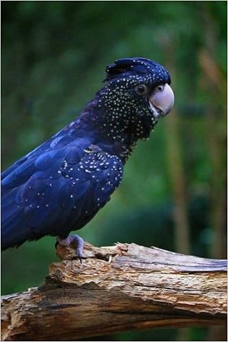 Red Tailed Black Cockatoo Notebook Wild Pages Press