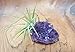 Tillandsia Air Plant and Purple Amethyst Crystal Healing Cluster/Terrarium Fairy Garden Stone + Kraft Gift Box