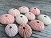 Nautical Crush Trading Sea Urchins Shells for Air Plants - 10 Pink (1-2