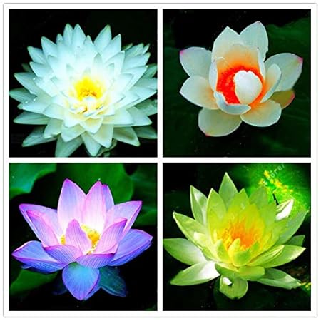 Aiden Gardens Rare mixed color Seed 15 seeds Bowl Lotus Flower water Aquatic Plants