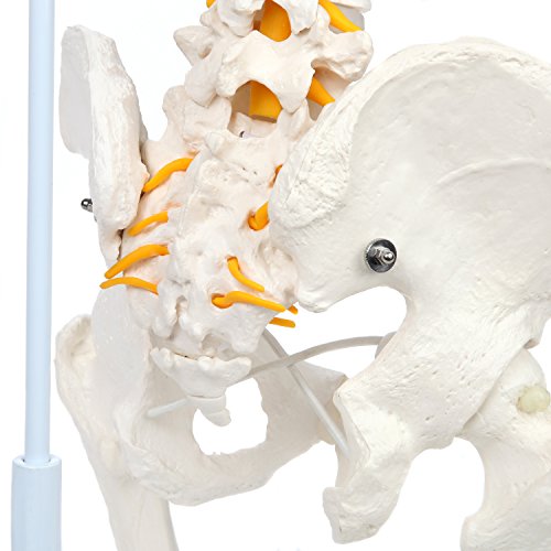 image for Axis Scientific Ultra Flexible Premium Spine Model | Life Size Spinal 