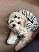 PUPTECK Mermaid Pet Clothes - Dog Dresses Sundress Cat Vest Shirts - Water-Proof Blue Cute Dress