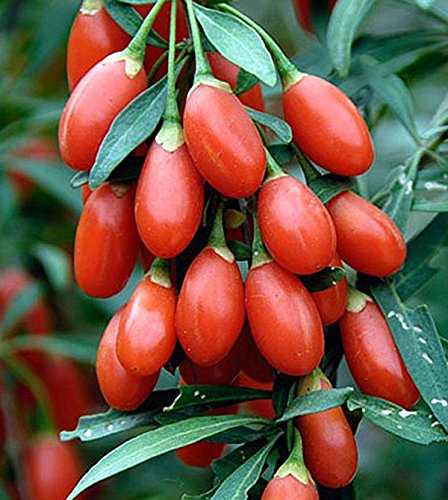 Goji Berries Plant Seeds - Nutritious with Many Health Benefits. 75-100 Seeds