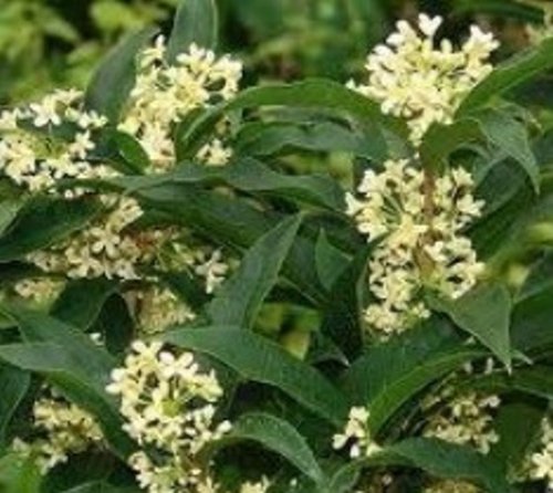 Fragrant tea olive ( osmanthus fragrans ) - trade gallo…