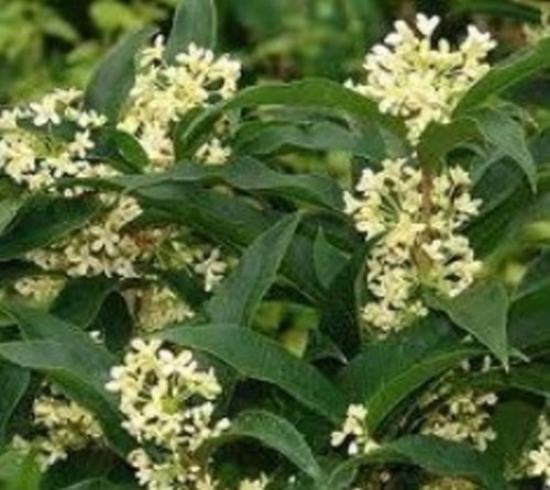 Fragrant Tea Olive ( osmanthus fragrans ) - Trade Gallon