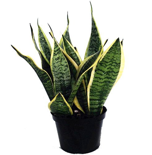 Futura Snake Plant, Mother-In-Law s Tongue, Barbershop Plant-Sanseveria - 6" Pot