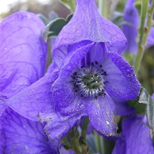 Aconitum Carmichaelii Arendsii Eisenhut Foxglove