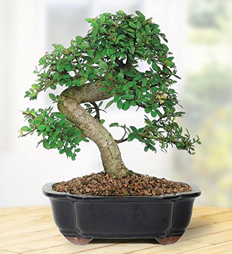 Brussel's Live Chinese Elm Outdoor Bonsai Tree - 7 Years Old; 8