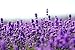 100% All Natural Lavender Essential Oil Body Scrub, Lavender Dream Lush Body Scrub, fresh made earth and ocean salt scrub, body polish, vegan body scrub for all skin types, dead skin cell exfoliating