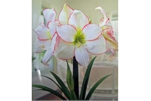 DAYLILY NURSERY Amaryllis Picotee Healthy Bulb 28-30cm! Great Holiday Gift! Easy Grow Bulbs!