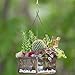 Deco Glass Geometric DIY Terrarium, Succulent & Air Plant- Hanging Mini Hexagon Shaped for Indoor Gardening Decor- Create Your own Flower, Fern, Moss Centerpiece- Amazing Holiday and Wedding Gift