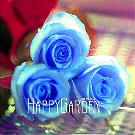 Amazon 2 最低価格 50個 ロットレインボーローズ種子 さまざまな色のまれなバラ ホーム アンプのための美しいバラの盆栽植物 庭園 花