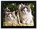 Kittens in a Basket 3-D Wall Decoration - Lenticular Black Framed Artwork - Holographic Wall Art - Measures 17.5