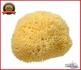 Natural Sea Sponge SEA NATURE BRAND 5-6 Grada Type for Home Cleaning or Body Bath ideal for Baby Bathing and Face Cleaning Guaranteed