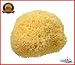 Natural Sea Sponge SEA NATURE BRAND 5-6 Grada Type for Home Cleaning or Body Bath ideal for Baby Bathing and Face Cleaning Guaranteed