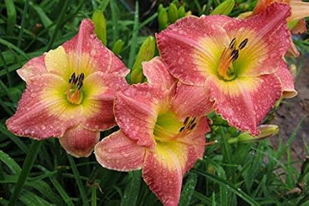 FERNSFLY IMP. Daylily | Hemerocallis | Daylilies | Day Lily Excellent Quality Flower Bulbs Aromatic Flower Plant Home Outdoor Gardening Plants Flowering Bulbs (Pack Of 2 Country Melody)