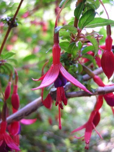 Amazon Com Fuchsia Magellanica Hardy Fuchsia Seeds Garden Outdoor