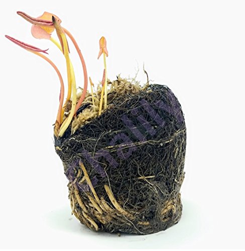 Live Aquatic Hardy Water Lily | Pre-grown, Pre-rooted, Hardy Water Lily for your Pond or Patio Water Garden | Drop-N-Grow Convenience -Red (Nymphaea 'Attraction')