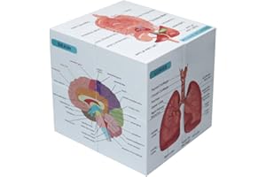Medical Student Human Anatomy 3.93"Cube Anatomy Poster Set Heart,Brain,Lung,Stomach,Throat,Muscular,Skeletal,Digestive,Circul