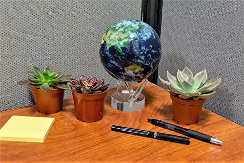 4 Seville+Farms+SUC008+Succulent+Plant